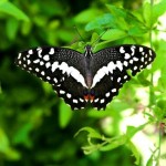 Butterfly in Mkhuze Game Reserve