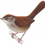 Cetti's Warbler