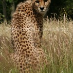 Cheetah 3