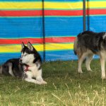 Chilling Huskies