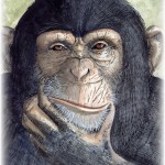 Chimpanzee