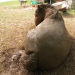 Cob Horse  Borrington Primary School June 2016