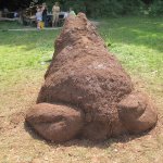 Cob Toad