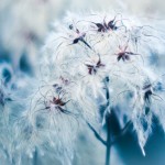 Cotton Grass Blues