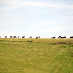 Cows 1