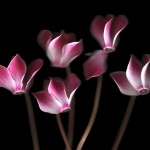 Cyclamen