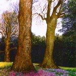 CYCLAMENS AT KILLERTON