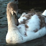 Cygnet