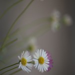 Daisies