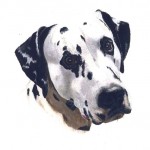 Dalmation