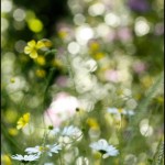 Dartington Hall Gardens