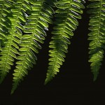 Dartmoor Fern