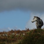 Dartmoor Pony