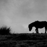 Dartmoor Pony