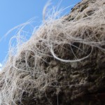 Dartmoor scratching post rock