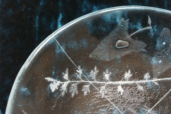 detail of leaf in clear dish 2015