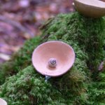 Detail of unfired thumb-pot, en situ, a few days later