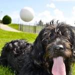 Dog and balloon