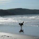 Dog and beach