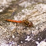 Dragonfly Wings