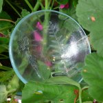 Ice Clear Fern Bowl