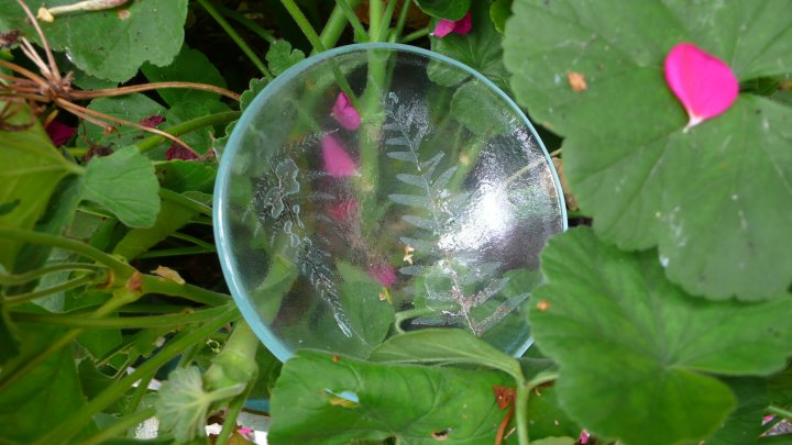 Ice Clear Fern Bowl