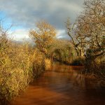 Exminster Marsh - Devon