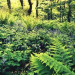 Ferns