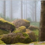 Foggy Morning at Bellever, Dartmoor