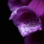 Foxgloves