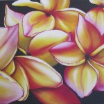 Frangipani