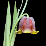 Fritillari