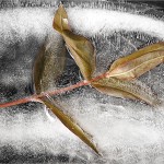 frozen leaf