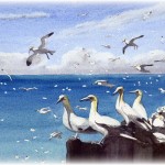 Gannets