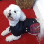 Genuine Stuart Tartan kilt