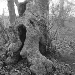 Gnarled Tree