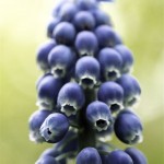 Grape Hyacinth