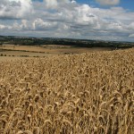 Harvest (Photography)