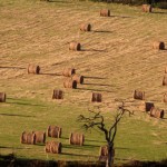 Hay Bales