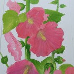 Hollyhocks