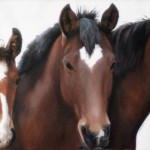 Horses