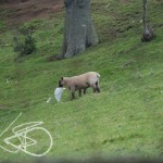 In a field in Devon .. (2007)