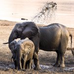 Its raining mud by Fiona Haddon