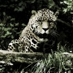 Jaguar Beauty