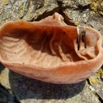 Jelly ear fungus with if you'd like to ...Clone. 