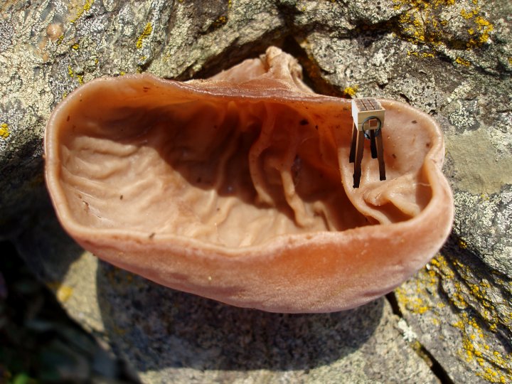 Jelly ear fungus with if you'd like to ...Clone. 