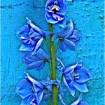 Larkspur 3