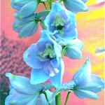 Larkspur 5