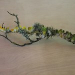 lichen parrot branch
