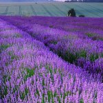 Fields of Norfolk Lavender - Creativity Coach